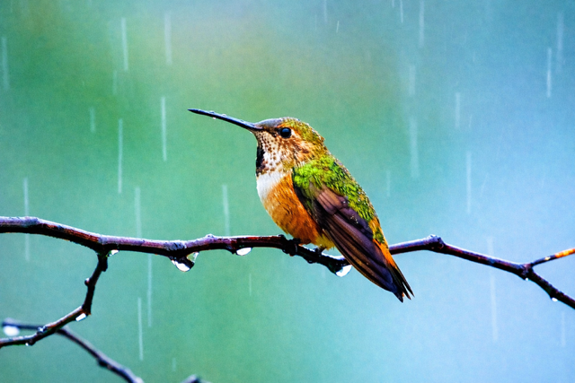 An Anna's Hummingbird hovering at a feeder, iridescent throat catching the light